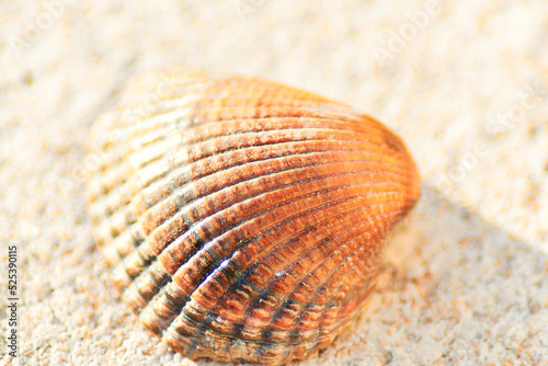Shell on sand macro closeup