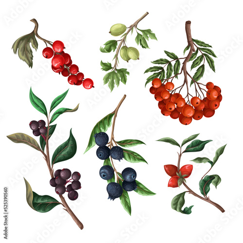 Berries, such as rowan, blueberries and other isolated. Vector.