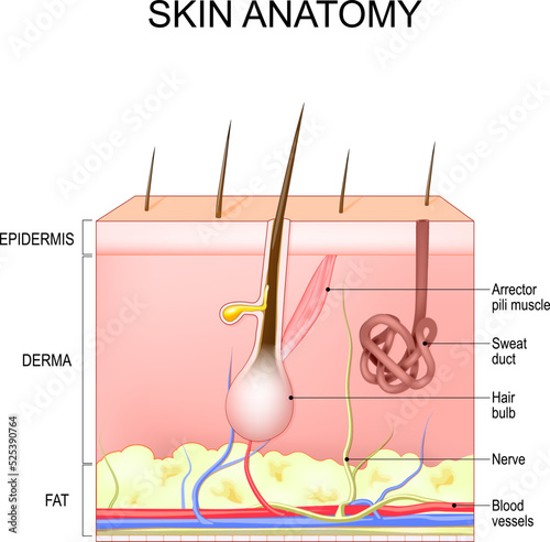 Skin structure and anatomy. Layers Of Human Skin