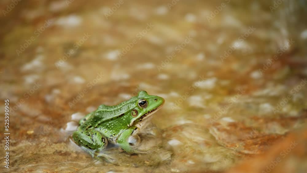 A green frog sitting on a river stone, close up. A green frog sitting on a river stone, close up.