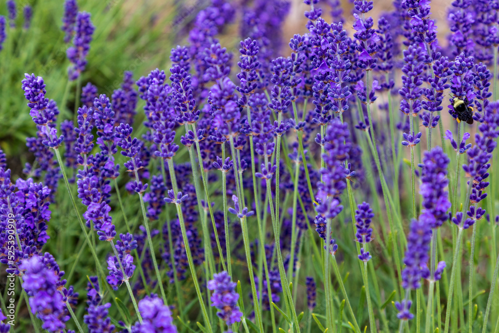 Naklejka premium close up shot of lavender flowers.