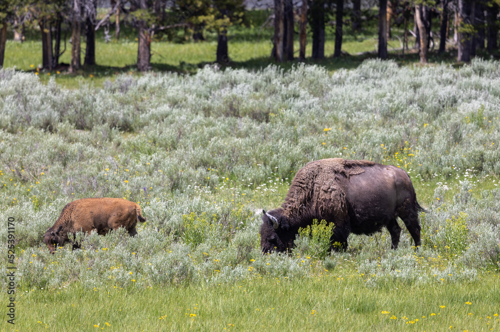 Bison Cow and Calf in Yellowstone NationalPark Wyoming in Summer Bison Cow and Calf in Yellowstone NationalPark Wyoming in Summer