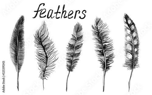 A set of rustic realistic feathers of different birds. Engraving  template  clipart  sketch. Vector illustration hand-drawn.