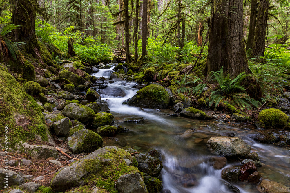 serene and tranquil  flowing stream of water in a  green forest in Washington State.