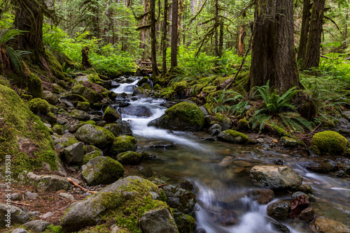 serene and tranquil  flowing stream of water in a  green forest in Washington State.