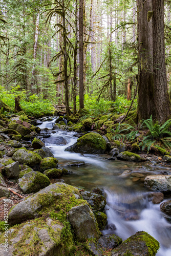 serene and tranquil  flowing stream of water in a  green forest in Washington State.