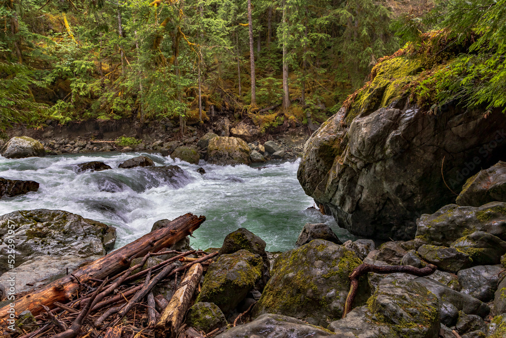 raging clear waters of Nooksack River in Mt. Baker-Snoqualmie National Forest passing across evergreen forest. raging clear waters of Nooksack River in Mt. Baker-Snoqualmie National Forest passing across evergreen forest.
