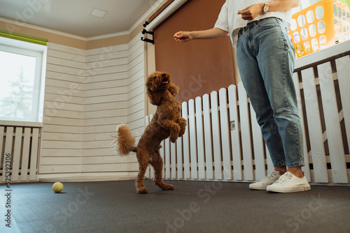 Little brown Poodle training in pet house with dog trainer © Romvy