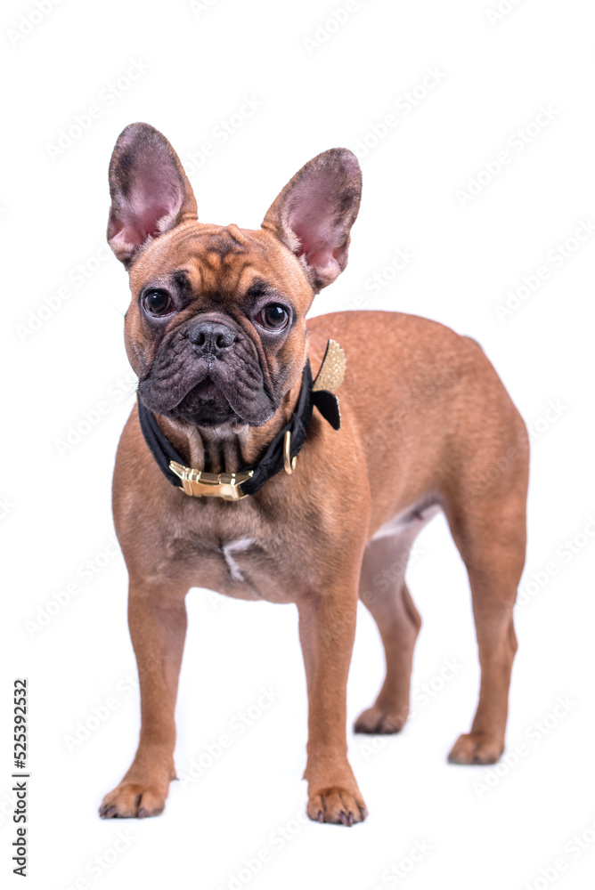 The portrait of the french bulldog Dog