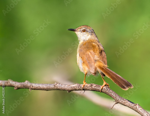 A Prinia looking back from a branch