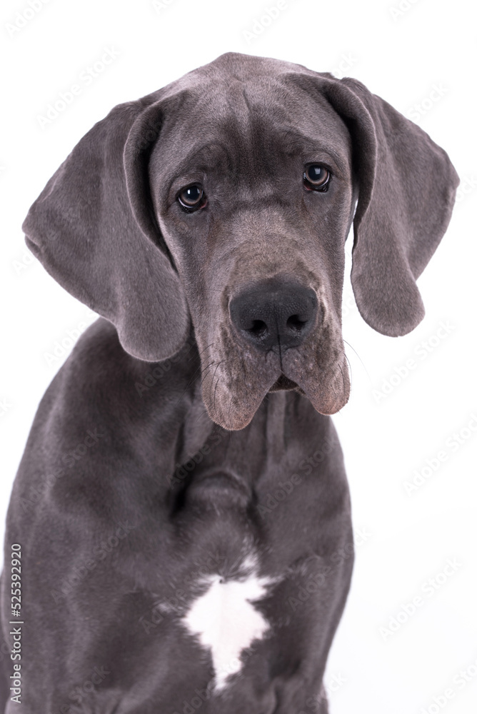 portrait of Blue Puppy Great Dane Dog portrait of Blue Puppy Great Dane Dog