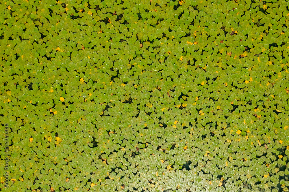 Aerial top view of a water lily leaves in river background Aerial top view of a water lily leaves in river background