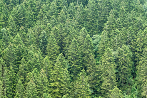 fir trees forest evergreen background