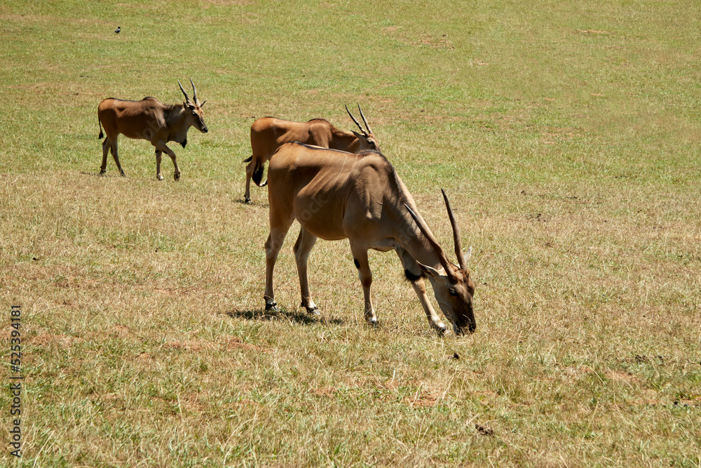 Three oryx grazing on the savannah in the sun Three oryx grazing on the savannah in the sun