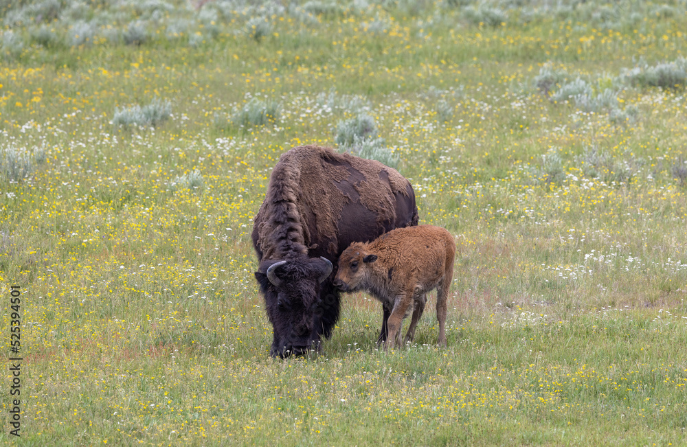 Bison Cow and Calf in Yellowstone NationalPark Wyoming in Summer Bison Cow and Calf in Yellowstone NationalPark Wyoming in Summer