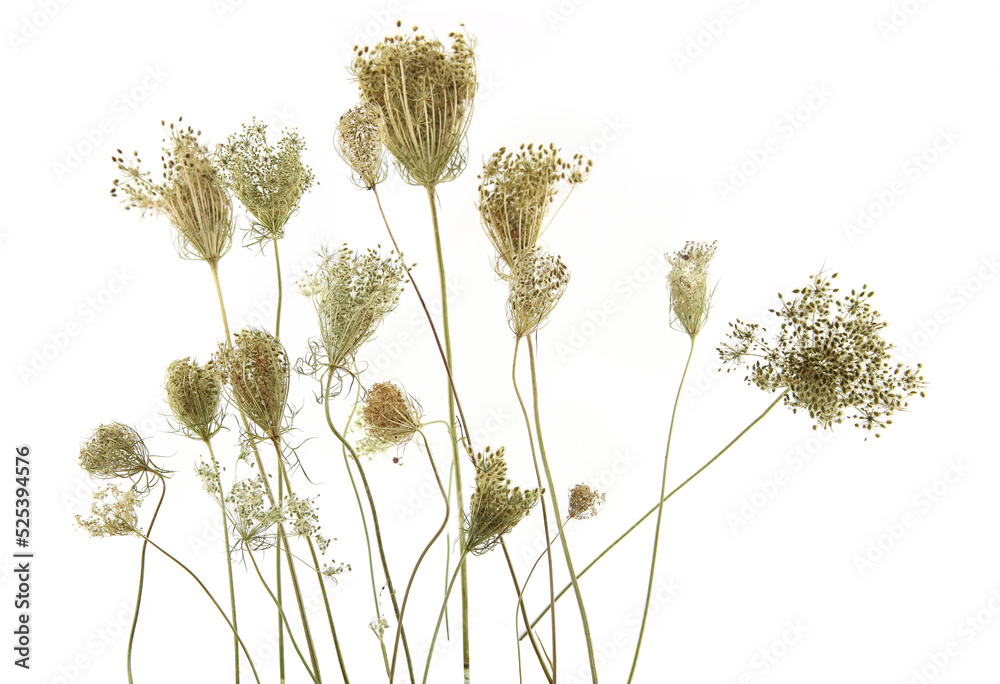 Wild flowers Daucus carota with seeds  isolated on white background. Meadow grasses flowers with umbels, fruit clusters. - obrazy, fototapety, plakaty 