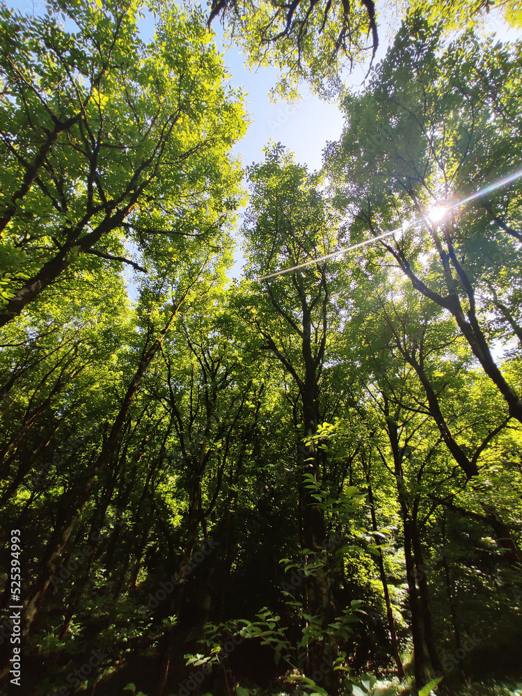 Fototapeta premium sun rays in the forest