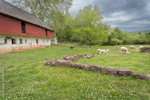 Flock of Merino sheep at Hopewell Furnace National Historic Site. The Merino breed is the royalty of wool sheep. no wool can be spun as fine and light. One black sheep in a flock of white sheep.