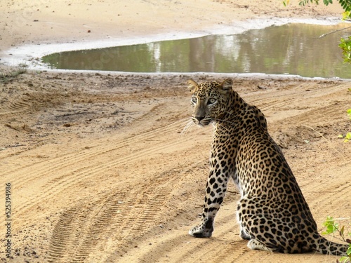 The Sri Lankan leopard is also known as Panthera Pardus Kotiya. This photograph was taken at Wilpattu National Park. It is endangered on the ICUN Red list.  photo