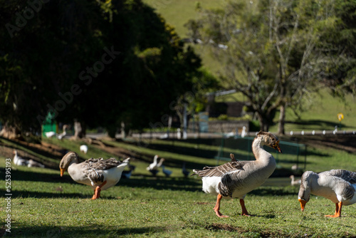 Geese on the shores of Lake Comary. Sunny day with a lot of wind. In the region there are many animals like this in the midst of nature. Mountain region of Rio de Janeiro, Brazil photo