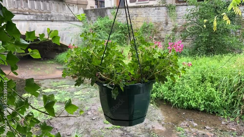 Pot de fleurs en bord de rivière, Bourgogne
