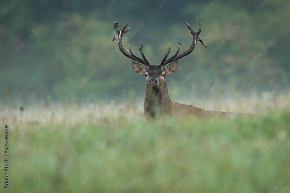 Obraz premium Red deer, cervus elaphus, standing on meadow in summer morning nature. Brown stag looking to the camera in long grass. Antlered mammal watching on pasture.
