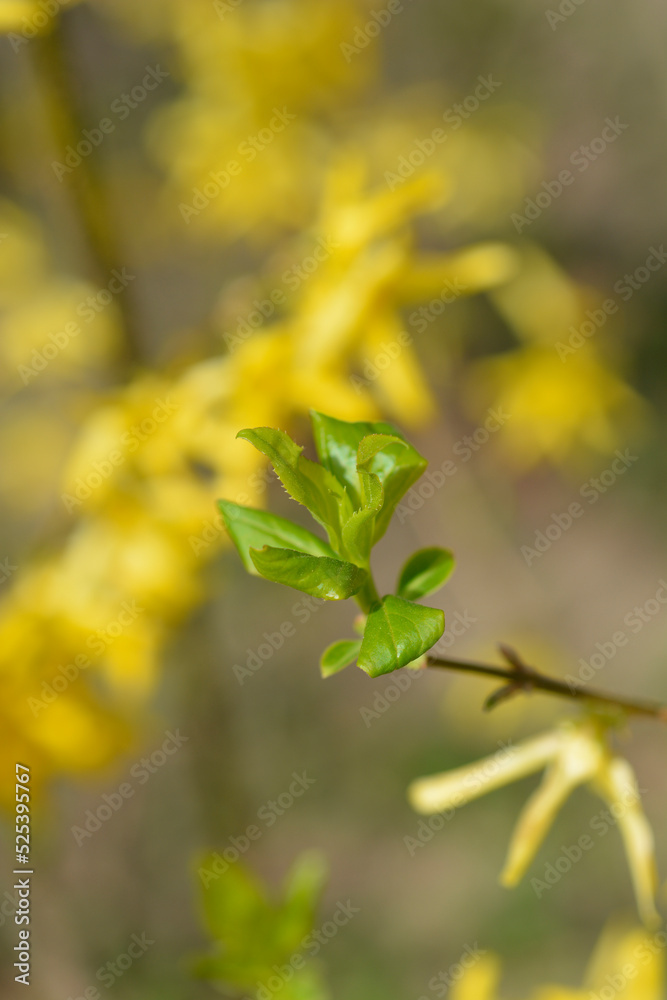 Forsythia Forsythia