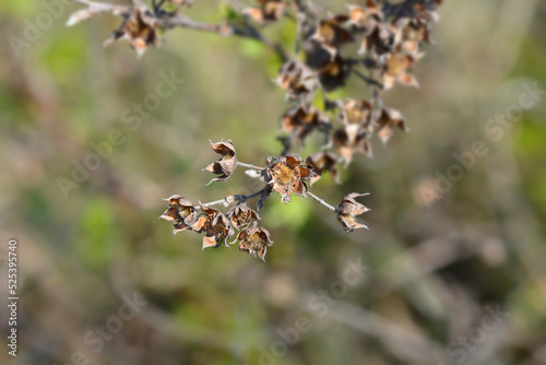 Shrubby Cinquefoil © nahhan