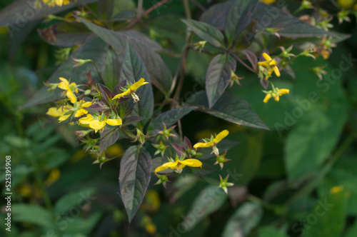 Close up of Fringed loosestrife (Lysimachia ciliata) in bloom