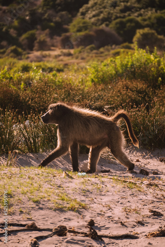 Baboon walking in the sand © Florescencia