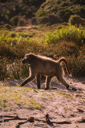 Baboon walking in the sand