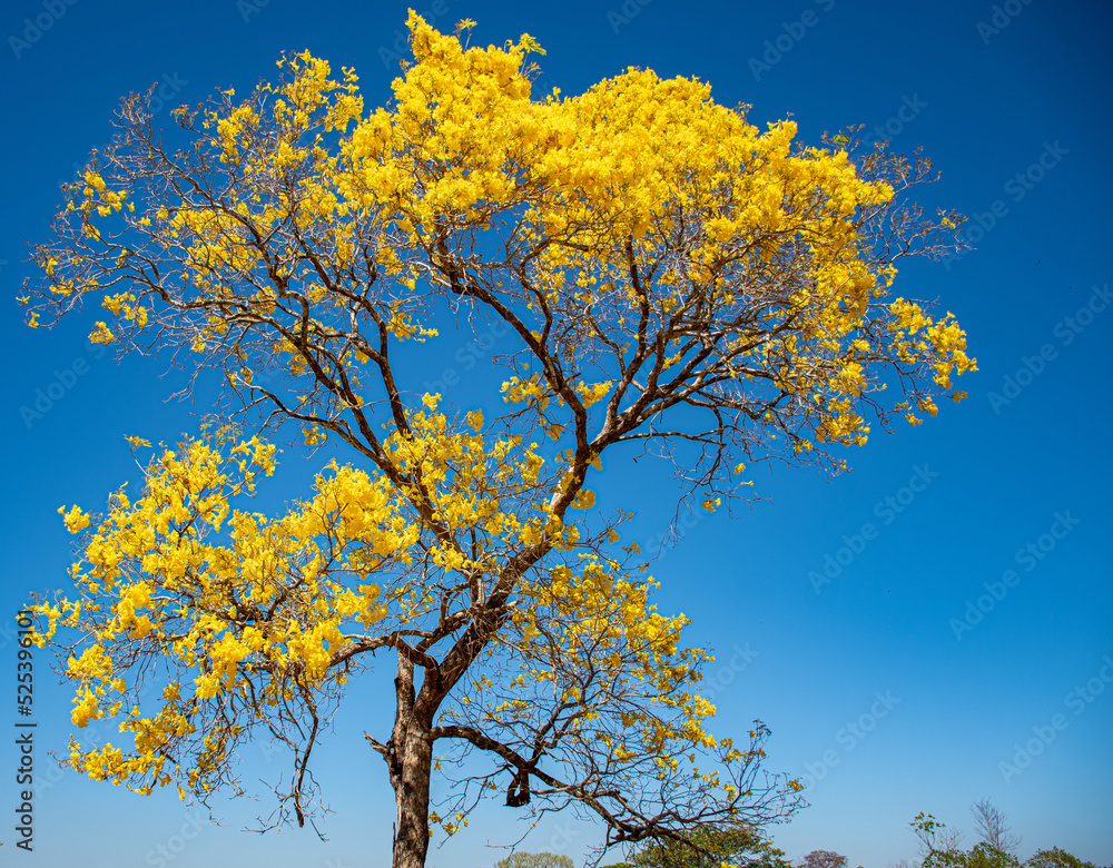 Brazilian tree with yellow flowers called ipê