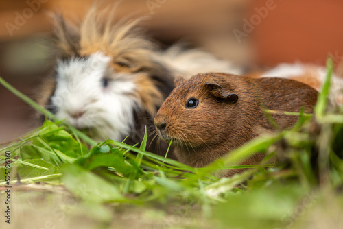Portrait of a cute guinea eating vegetables in summer outdoors, cavia porcellus