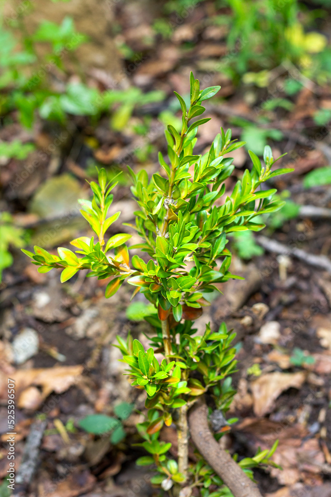 Boxwood evergreen shrub , young bushes in the forest mountain range, Buxus Colchica L ;