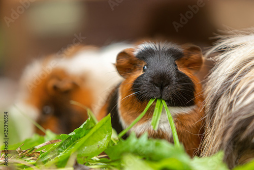 Portrait of a cute guinea eating vegetables in summer outdoors, cavia porcellus photo