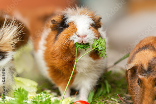 Portrait of a cute guinea eating vegetables in summer outdoors, cavia porcellus