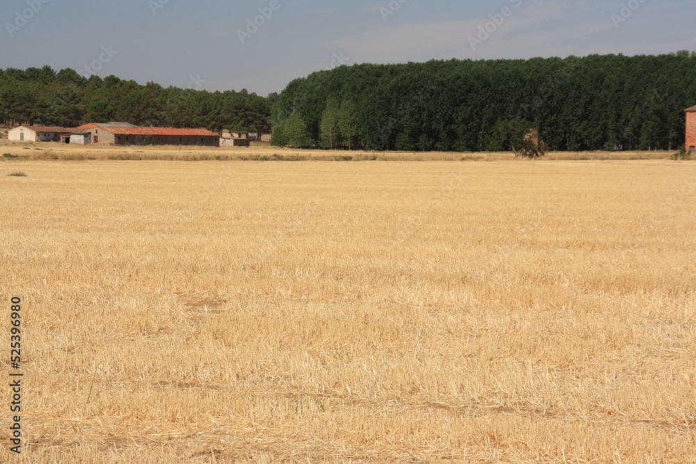 campo de trigo segado y recogido