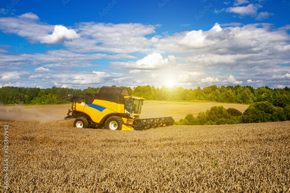 Combine harvester harvesting ripe wheat. Harvesting in Ukraine during the war and the world crisis for grain. Combine harvester harvesting ripe wheat. Harvesting in Ukraine during the war and the world crisis for grain.