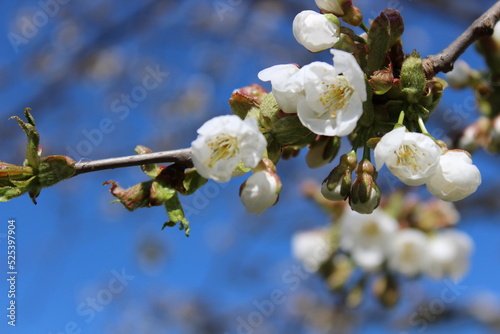 Cherry Spring flowers. 