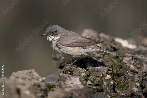 Lesser Whitethroat after his bath Hungary. photo