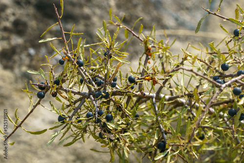 European olive leaves close-up