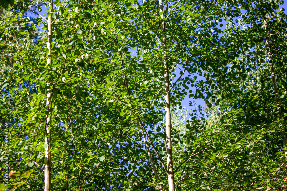 Fototapeta premium Birch Grove. Birch trees weeds, thickets. Nature overgrown birch.