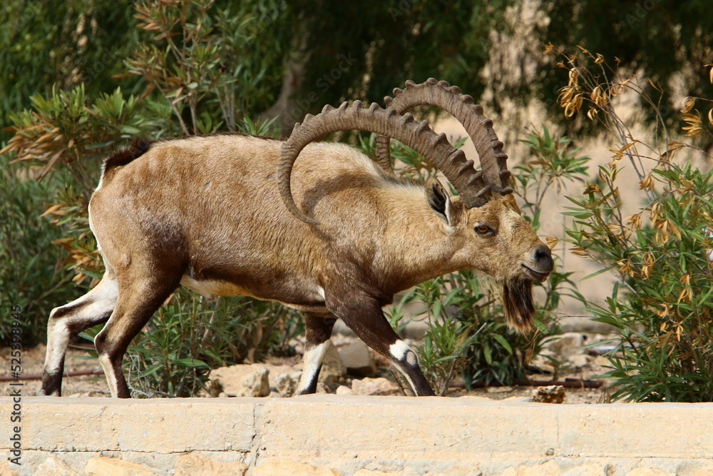 Goats live in a nature reserve in the Negev desert.