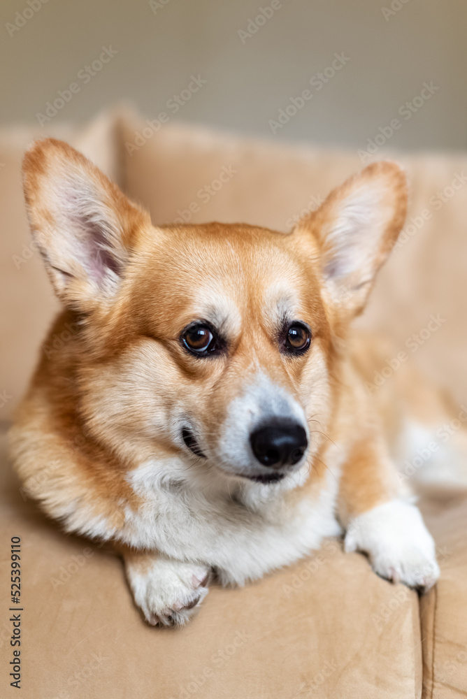 Portrait of cute ginger Welsh Corgi dog lying on sofa at home Portrait of cute ginger Welsh Corgi dog lying on sofa at home