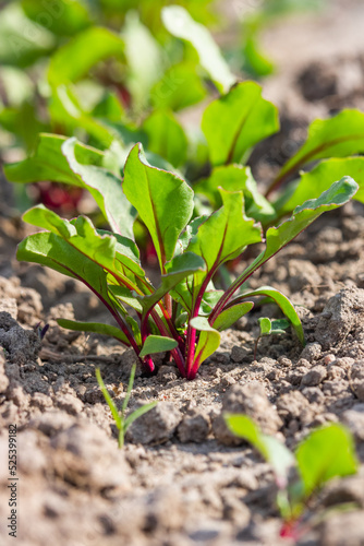 The beetroot is the taproot portion of the beet plant, growing in the sunny vegetable garden. Ripe red beetroot