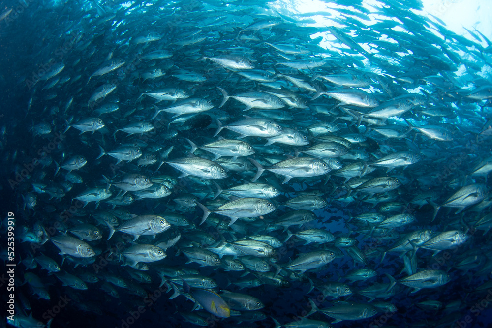 Bigeye jacks near Malpelo island. Jack are swimming in big shoal. Marine life. Bigeye jacks near Malpelo island. Jack are swimming in big shoal. Marine life.