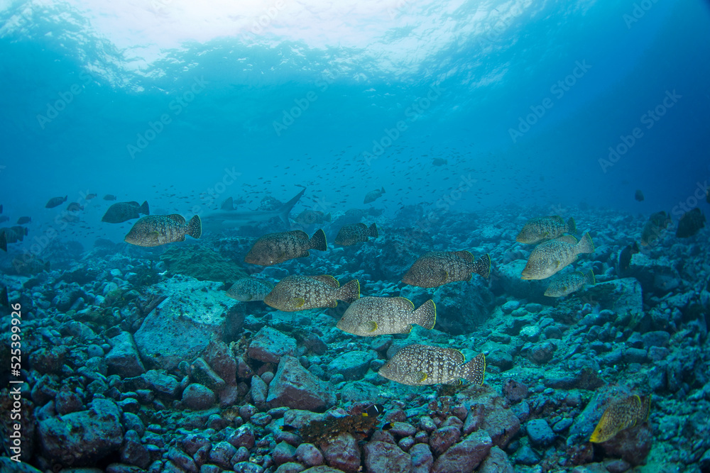 Fototapeta premium Dermatologist dermatologist near Malpelo island. Bass are swimming in shoal. Marine life.