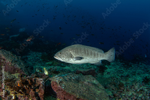 Mycteroperca rosacea near Malpelo island. Golden grouper is swimming above the bottom. Marine life.