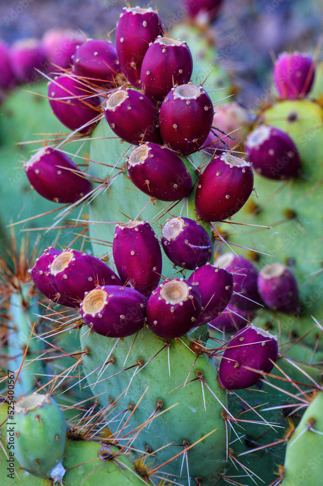Jewel-Toned Prickly Pear Cactus Fruit Jewel-Toned Prickly Pear Cactus Fruit