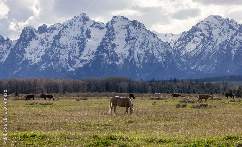 Wild Horse on a green grass field with American Mountain Landscape in Background. Grand Teton National Park, Wyoming, United States of America. Wild Horse on a green grass field with American Mountain Landscape in Background. Grand Teton National Park, Wyoming, United States of America.